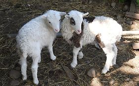 Tyncellar Farm Holiday Cottages